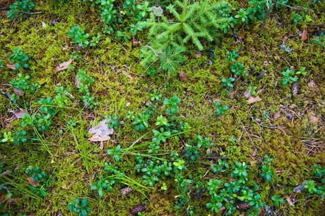 Forest Soil with Grass. Top view forest ground with plants , #Sponsored, #Grass, #Top, #Forest, #Soil, #ground #ad Picture Of Forest, Forest Ground, Crocodile Illustration, Floor Wood, Leaf Images, Forest Floor, Model Drawing, Booth Design, Top View