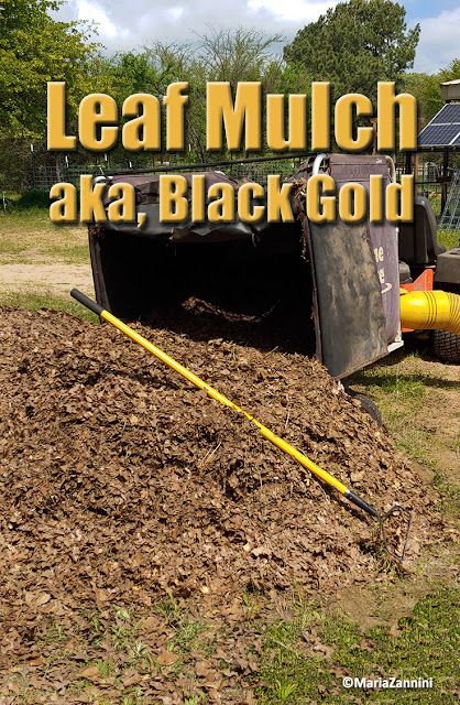 Maria Zannini blogspot: Leaf Mulch, aka Black Gold Best Mulch For Vegetable Garden, Diy Mulch, Mulch Ideas, Loam Soil, Leaf Compost, Homestead Garden Layout, Autumn Gardening, Homemade Moonshine, Start Composting