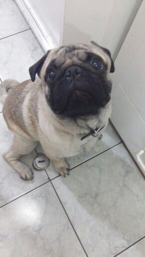 Chanchito lover #pug #puppy #gordo Pug, French Bulldog, Bulldog, Dogs, Animals