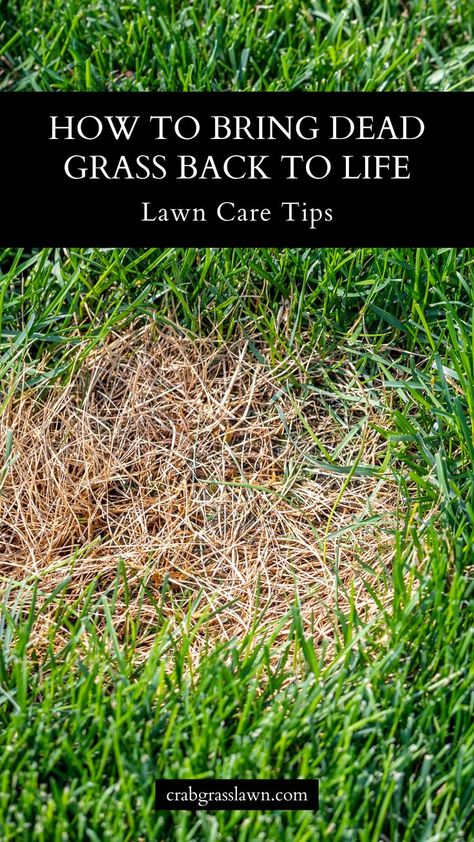 How to Bring Dead Grass Back to Life Lawn Roller, Spring Lawn Care, Bermuda Grass, Grass Painting, Lawn Care Tips, Lush Lawn, Healthy Lawn, Home Landscaping, Green Lawn