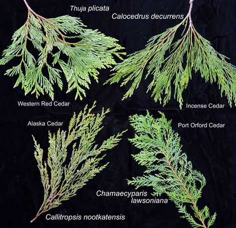 Four "cedars" native to Oregon | Landscape Plants | Oregon State University Port Orford Cedar, Thuja Plicata, Pumpkin Varieties, Oregon Landscape, Tree Bed, Landscape Plants, Salem Oregon, Oregon State University, White Cedar