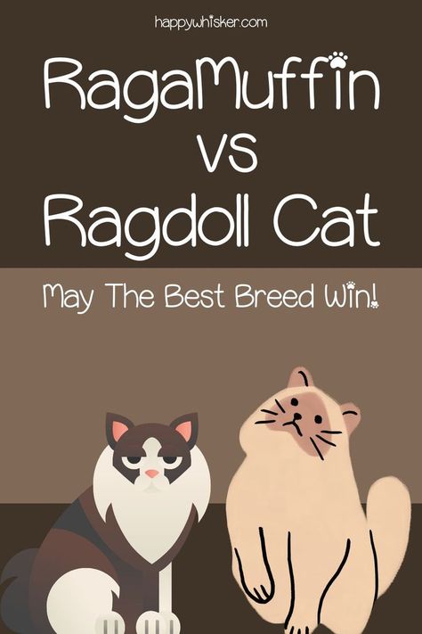 RagaMuffin Vs Ragdoll Cat: May The Best Breed Win! Raggamuffin Cat, Ragamuffin Cat, Ragamuffin, Ragdoll Cat, Cat Life, Choose The Right, Cat Breeds, A Cat, Plush Toy