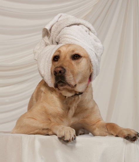 Spa day! Dog Spa, Pampered Pets, Dog Wash, Spa Day, Dog Love, Fur Babies, Labrador Retriever, Medicine, Cute Animals