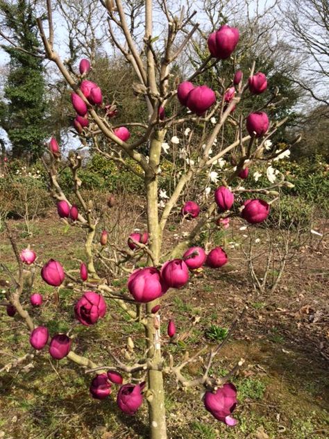 Magnolia Black Tulip® Black Tulip Magnolia Tree, Black Tulip Magnolia, Magnolia Soulangeana, Tulip Magnolia, Florida Trees, Red Magnolia, Magnolia Tree, Black Tulips, Magnolia Trees