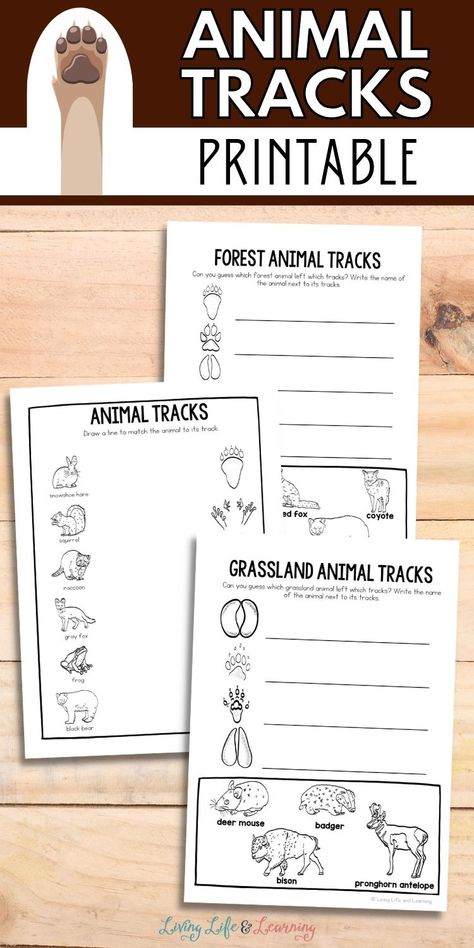 Get ready to explore the fascinating world of animals with my Animal Tracks Printable! Discover the footprints left behind by different pets, farm animals, birds, and forest creatures. Start your homeschool animal adventure today! Animal Tracks Activities, Diurnal Animals, Biology For Kids, Kids Stem Activities, Chemistry For Kids, Animal Activities For Kids, Animal Footprints, Middle School Activities, Land Animals