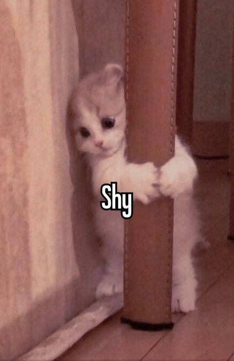 Alaska Movie, Shy Meme, Looking For Alaska Movie, Sus Cat, Smol Cat, Shy Cat, Cat Adorable, Shy Person, Emoji Memes