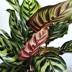 Calathea Makoyana, Peacock Plant, Nursery Garden, Zebra Plant, Calathea Plant, Plant Tattoo, Garden Centre, Plant Painting, House Plants Indoor