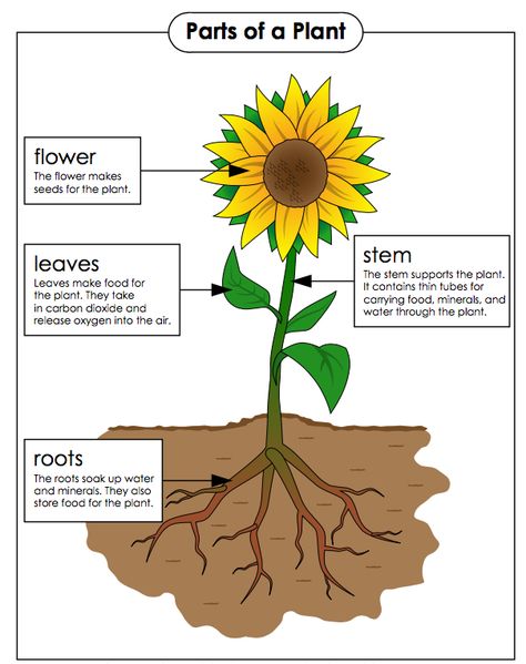 Parts of a plant and their functions – Fourth grade Plants Lesson Plans, Plant Lessons, Plants Worksheets, Planting For Kids, Flower Structure, Plants Unit, Plant Activities, Plant Structure, Super Teacher