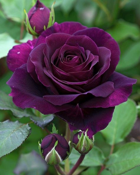 Black Baccara, Dark Purple Roses, Rose Flower Photos, Goth Garden, Rose Violette, Purple Rose, Beautiful Rose Flowers, Rose Painting, Flower Beauty