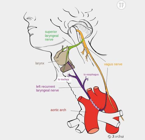Nerf vague : des exercices pour stimuler le nerf vague et réduire le stress - Terrafemina Chronic Fatigue Diet, Nerf Vague, Chronic Fatigue Remedies, Nerve Anatomy, Chronic Fatigue Symptoms, Fatigue Syndrome, Vagus Nerve, Lack Of Sleep, Chronic Fatigue