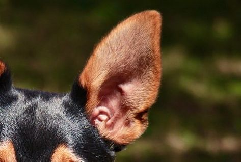 8 Foolproof Steps To Prevent Ear Infections In Dogs Ear Infections In Dogs, Dogs Ears, Dog Illnesses, Increase Height Exercise, Dogs Ears Infection, Ear Infections, Dog Ears, Excess Hair, Toning Workouts