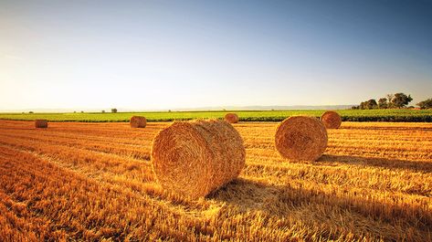 How to Start a Hay Farm Wheat Farming, Hay Farm, Grass Hay, University Of South Australia, University Of Adelaide, Bermuda Grass, Farming Techniques, Types Of Grass, Farm Business