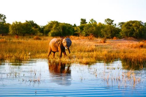 Decrease in populations is compounded by poaching as people scramble to make ends meet Chad Africa, Lake Chad, Summer Vacation Destinations, Stepping Stone, African Elephant, Tourist Places, Travel Sites, Zimbabwe, Holiday Destinations