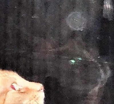 Spirit Ghost Aesthetic, Green Orbs In Photos Meaning, Glowing Orb Art, Orbs In Photos, Ghost Orbs, Bulbous Nose, Paranormal Aesthetic, Spirit Ghost, Extra Terrestrial