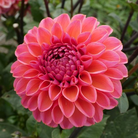 Dahlia "Daisy Duke". Giant Flowers Diy, Daisy Duke, Giant Flowers, Daisy Dukes, Flowers Diy, Dahlia, Daisy, Flowers