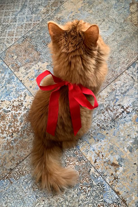 Christmas Kitten Pictures, Christmas Animals Aesthetic, Christmas Photo With Cat, Christmas Cat Photos, Kittens Christmas, Christmas Pet Photos, Xmas Photos, Winter Cat, Christmas Kitten