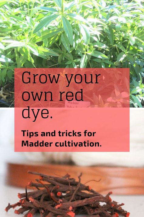 Growing Madder – KnittyVet Madder Root Dye, Madder Plant, Dye Garden, Fabric Dyeing Techniques, Diy Dye, Red Dye, Natural Dye Fabric, Eco Dyeing, Dyeing Fabric