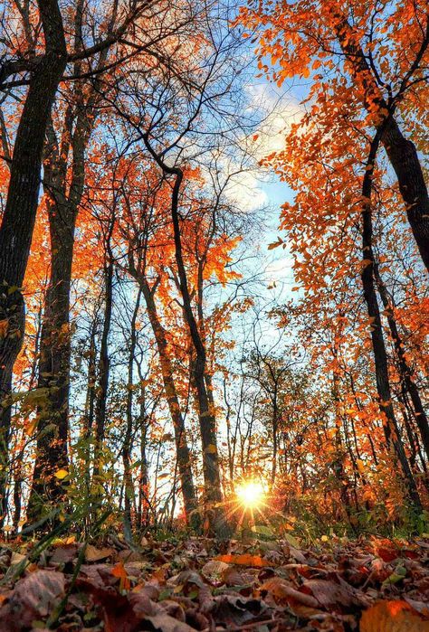 Autumn Clock, Fall Wallpaper Tumblr, Tree Wallpaper Iphone, Autumn Phone Wallpaper, Iphone Wallpaper Fall, Fall Background, Soyut Sanat Tabloları, Autumn Scenes, Autumn Nature