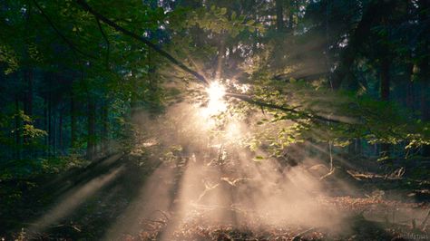 cinemagraph gif nature cinemagraph smoke sunset forest sunrise fog dawn mist living stills Cinemagraph Gif, Strange Events, Aesthetic Nature, Nature Gif, Beautiful Nature Wallpaper, Aesthetic Gif, Story Inspiration, Spotify Playlist, Grey Green