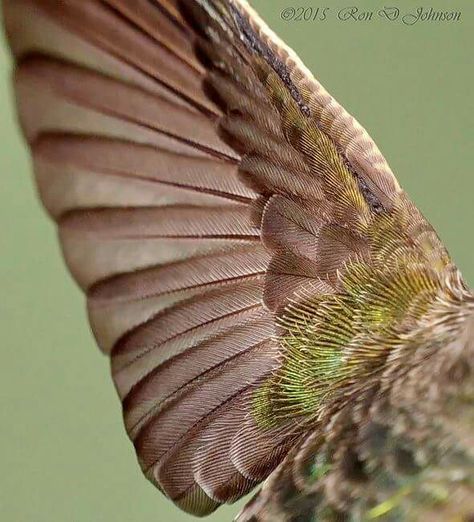 Top side of hummingbird wing close-up. Image found at Facebook Pretty Bird Wings, Hummingbird Reference Photos, Humming Bird Aesthetic, Hummingbird Feather, Hummingbird Wings, Hummingbird Close Up, Hummingbird Feathers Close Up, Hummingbird In Flight, Hummingbird Drawing