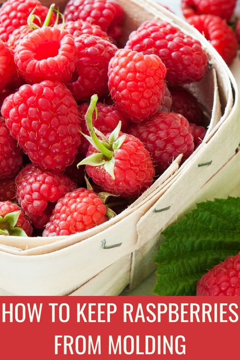 How To Keep Raspberries Fresh Longer, How To Preserve Raspberries, Best Way To Store Raspberries, How To Store Raspberries In Fridge, Cleaning Raspberries, How To Clean Raspberries, Canning Ideas, Fruit Health, How To Make Red