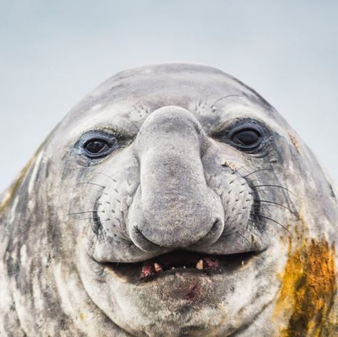 Animal Planet on Instagram: "An elephant seal poses for the camera 📸 These seals get their name from their nose that resembles an elephant trunk 🐘 Photo Credit: Andrew Peacock #Wildlife #Nature #Fascinating #Antartica #ElephantSeal" Seal Species, Elephant Nose Fish, Elephant Seal Pup, Sea Elephant, Seal In Ocean, Spotted Seal, Elephant Seals, Elephant Shrew, Animal Noses