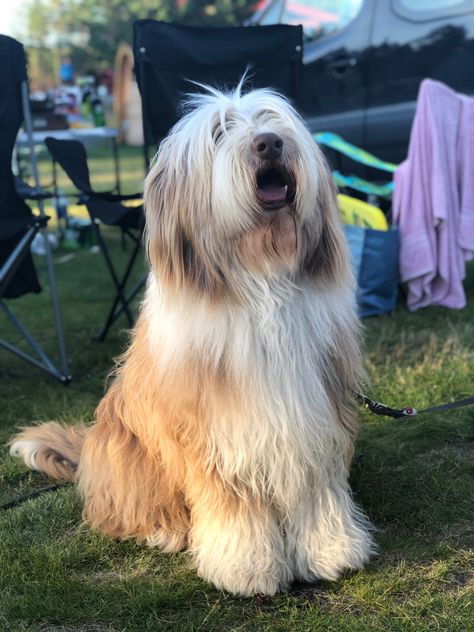 Bearded Collie Puppies, Fairy Sleeve, Best Farm Dogs, Collie Breeds, Every Dog Breed, Disabled Dog, St Bernard Dogs, Farm Dogs, Collie Puppies