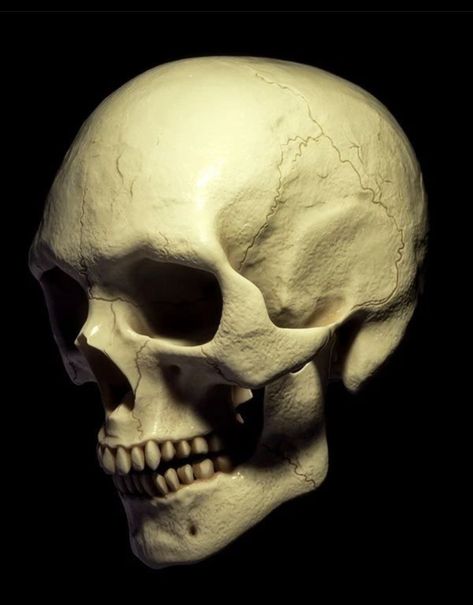 Human Skull Photography, Skull References, Skull Photography, Human Skull Anatomy, Head Skeleton, Rose Reference, Skull Anatomy, Anatomy Bones, Skull Reference