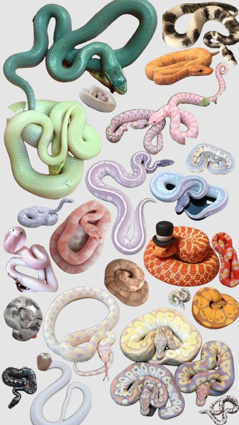 #snakes #snake #pretty #reptiles #boa #bermesepython #ballpython #hognose #python Pretty Snakes Beautiful, Rainbow Boa Snake, Rosy Boa Snake, Pretty Reptiles, Snake Names, Ball Python Snake, Snake Aesthetic, Tiny Snake, Rosy Boa