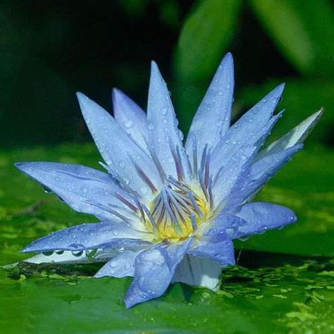 Egyptian Blue Water Lily/Blue Lotus (Rebirth); nymphaea caerulea by ewaldmario, via Flickr Egyptian Blue Water Lily, Blue Water Lilly, Egyptian Water Lily, Egyptian Blue Lotus, Nymphaea Lotus, Nymphaea Caerulea, Blue Water Lily, Lily Blue, Egyptian Blue