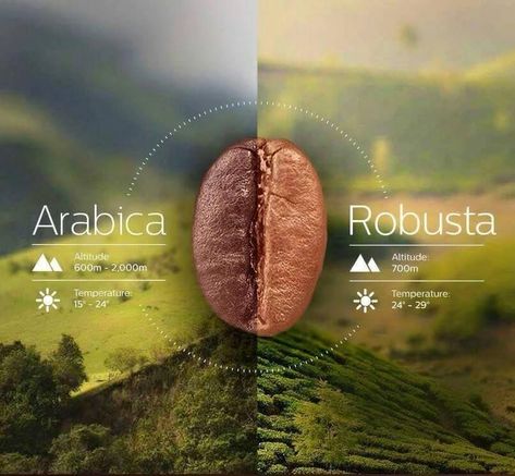 Coffeearabica x robusta cafe coffee Arabica Robusta, Robusta Coffee, Coffee Facts, Coffee Brewer, Gourmet Coffee, Coffee Photography, Arabica Coffee, Coffee Type, Coffee Branding