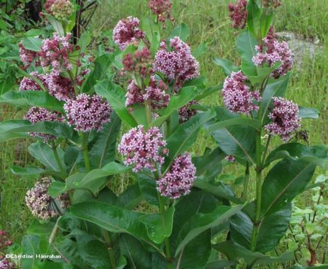 Milkweed Garden, Planting Milkweed, Red Trillium, Monarch Migration, Common Milkweed, Milkweed Flower, Monarch Butterfly Garden, Milkweed Seeds, Partial Shade Plants