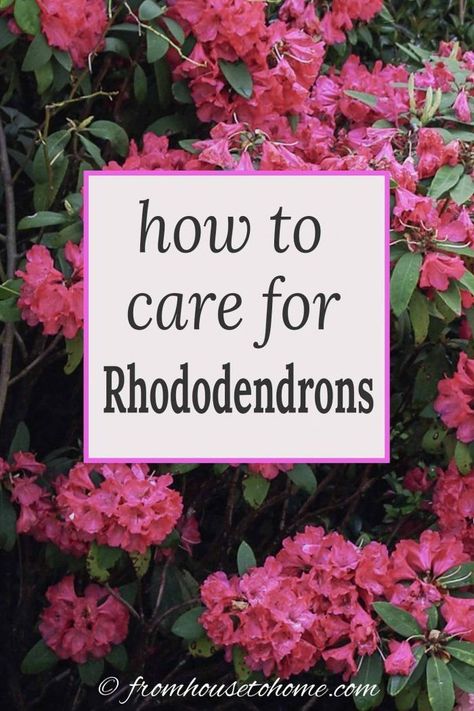 Learn how simple Rhododendron care actually is with these easy tips on how to grow beautiful Azalea and Rhododendron bushes. #fromhousetohome #shade #flowers #bushes #shrubs #garden Rhododendron Care, Shade Loving Shrubs, Azalea Bush, Hampshire House, Plants Under Trees, Azaleas Garden, Perennial Shrubs, Shade Flowers, Bench Ideas