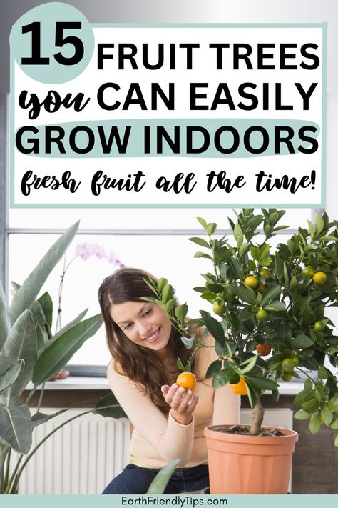 Picture of woman picking orange off indoor fruit tree with text overlay 15 Fruit Trees You Can Easily Grow Indoors Fresh Fruit All the Time Miniature Fruit Trees, Fig Fruit Tree, Fast Growing Fruit Trees, Indoor Fruit Trees, Citrus Tree Indoor, Inside House Plants, Fruit Shrub, Best Indoor Trees, Micro Garden