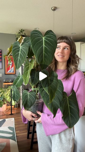 🌱 Fern | Houseplants on Instagram: "🖤 Dark, velvety, and EASY to grow. What more could one ask for?! 😭 stunning Philodendron glorious (melanochrysum x gloriosum) is on her comeback after I potted these propagations up during the winter ✨ it took a few months for her to get going, but now she’s giving me 3 new leaves a time! Patience is KEY in this hobby. Climbing a @rousseau_plant_care moss pole 🌿 
.
.
.
#mosspoles #philodendronglorious #houseplants 

Climbing plants 
Philodendron hybrid 
Best houseplants
Easy plants" Philodendron Glorious, Philodendron Melanochrysum, Best Houseplants, Philodendron Gloriosum, Moss Pole, Easy Plants, Climbing Plants, Plant Care, Fern