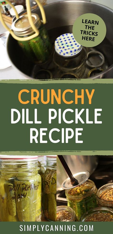 This easy dill pickle recipe guarantees crunchy perfection. Say goodbye to soggy pickles! 🥒😋 Discover the trick at #SimplyCanning #DillPickleRecipe #DillPickles. https://www.simplycanning.com/dill-pickle-recipe Sour Dill Pickle Recipe Canning, Crunchy Dill Pickle Recipe, Easy Dill Pickle Recipe, Make Your Own Pickles, Pickled Recipes, Making Dill Pickles, Dill Pickle Recipe, How To Make Pickles, Fermented Veggies