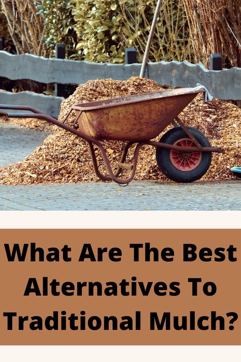 Mulching is an important part of gardening, but sometimes the traditional mulch options just don't fit the bill. Here are 5 great alternatives to traditional mulch that will help your garden thrive all year long! Garden Bark, Mulch Alternatives, Chip Alternative, Wood Chip Mulch, Garden Mulch, Types Of Mulch, Rubber Mulch, Mulch Landscaping, Wood Mulch