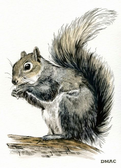 Sketch Squirrel, Squirrel Drawings, Squirrel Sketch, Squirrel Drawing, Sif Dark Souls, Squirrel Painting, Squirrel Illustration, Squirrel Art, Pencil Drawings Of Animals