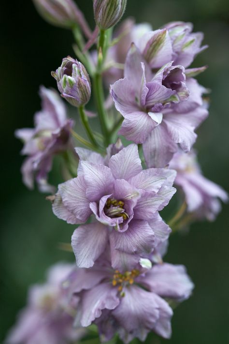 Larkspur Lavender Varieties, Larkspur Flower, Flower Identification, Line Flower, Cut Flower Garden, Flower Spike, Month Flowers, Birth Month Flowers, Elegant Flowers