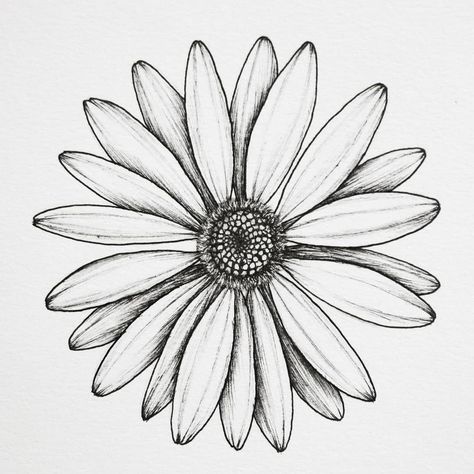 Daisy ✴ . . . #floralsyourway #botanicalartist #botanicallinedrawing #botanicalillustration #plantlady #daisydrawing #daisy #blackworknow… Daisy Flower Drawing, Daisy Drawing, Simple Flower Drawing, Botanical Line Drawing, Sunflower Drawing, Beautiful Flower Drawings, Daisy Tattoo, Tattoo Zeichnungen, Cat Tattoos