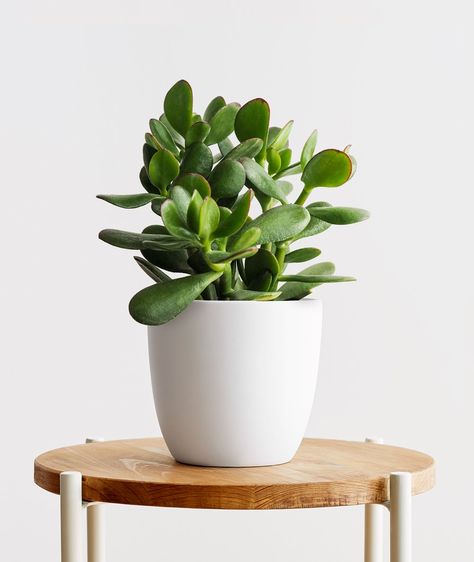 Jade, Crassula ovata Plant Care Guide | Ansel & Ivy Goldfish Plant, Jade Succulent, Easy To Grow Houseplants, Marble Queen Pothos, Succulent Potting Mix, Small Watering Can, Lucky Plant, Large Plant Pots, Ivy Plants