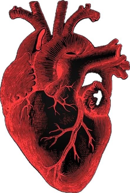 Human Heart Art, Heart Wallpaper Hd, Anatomical Heart Art, Heart Poster, Heart Illustration, Heart Drawing, Hd Phone Wallpapers, Anatomical Heart, Human Heart