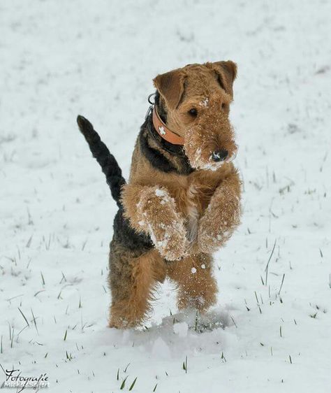 Where's that mouseee? Airedale Terrier Puppy, Appenzeller Dog, Airedale Dogs, Airedale Terriers, Irish Terrier, Welsh Terrier, Terrier Breeds, Wire Fox Terrier, Airedale Terrier