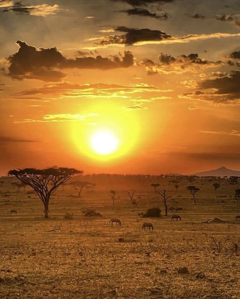 The Savannah Africa, Savannah Africa Landscape, Africa Aesthetic Photography, African Savanah Aesthetic, Tanzania Safari Photography, Savannah Aesthetic African, Africa Asethic, African Sunset Photography, Savanna Aesthetic