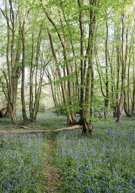 Woodland Glade, Ancient Woodland, Woodland Planting, Woodland Landscaping, English Woodland, Woodland Landscape, British Woodland, Wild Bluebell, Tall Trees