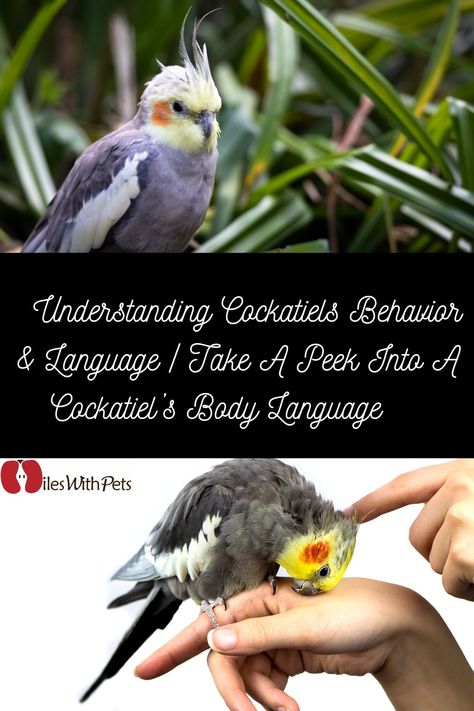 Cockatiel Body Language, Cockatiel Care, Showing Affection, Talking Parrots, Parrots Art, Animal Ideas, Answer The Question, Parrot Toys, Need Friends