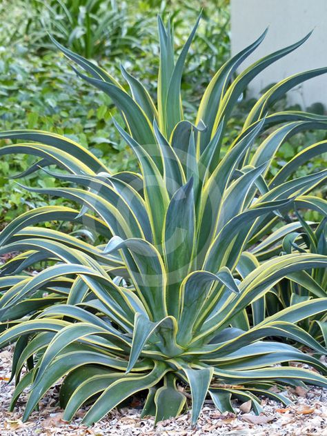 Agave Desmettiana Variegata, Agave Desmettiana, Succulent Landscape, Design Garden Ideas, Arizona Gardening, Century Plant, Succulent Landscape Design, Low Water Gardening, Succulent Landscaping