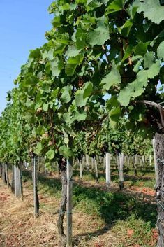 How To Trellis Grape Vines So They Produce Fruit For 50+ Years How To Build A Grape Vine Trellis, Dionysus Tattoo, Vines Ideas, Grape Orchard, Wine Yard, Grape Vine Pruning, Grape Growing Trellis, Backyard Vineyard, Growing Wine Grapes