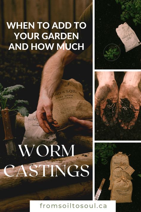 Vermicomposting Worm Farm, Seed Starting Soil, Worm Castings, Worm Farm, Desert Garden, Better Homes And Garden, Earthworms, Garden Guide, Seasonal Garden