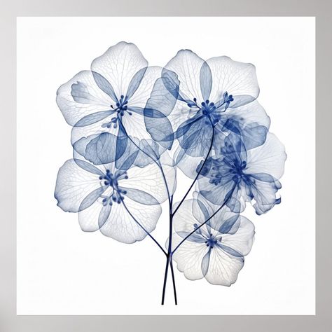 Blue Hydrangea Flowers, Flowers Poster, Hydrangea Flowers, Hydrangea Flower, Blue Hydrangea, X Ray, Hydrangea, Created By, Stars